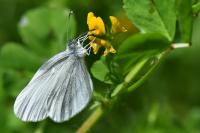 Leptidea sinapis