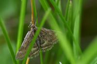 Pyrausta despicata