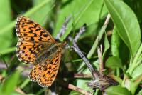 Boloria dia