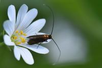 Cauchas rufimitrella