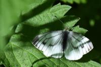 Pieris napi