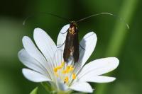 Cauchas rufimitrella