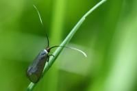 Adela reaumurella