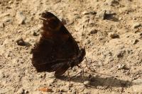 Aglais io