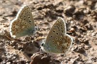 Lysandra bellargus