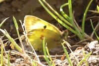 Colias crocea