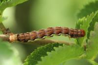 Erannis defoliaria