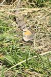 Coenonympha pamphilus