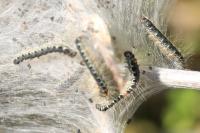 Eriogaster lanestris