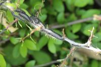 Eriogaster lanestris