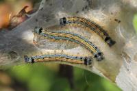 Malacosoma neustria