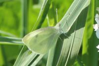 Pieris rapae
