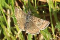 Erynnis tages