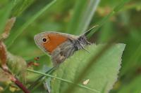 Coenonympha pamphilus