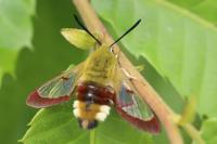 Hemaris fuciformis