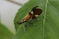 Alabonia geoffrella