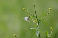 Anthocharis cardamines