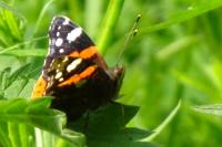 Vanessa atalanta