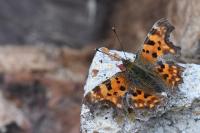 Polygonia c-album