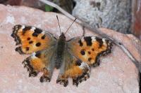 Nymphalis polychloros