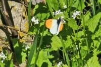 Anthocharis cardamines