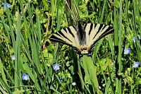 Iphiclides podalirius