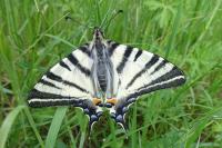Iphiclides podalirius