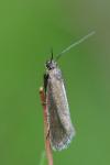 Glyphipterix fuscoviridella