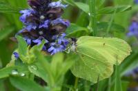 Gonepteryx rhamni