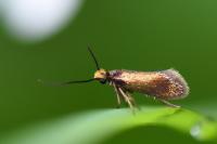 Micropterix calthella