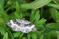Epirrhoe alternata