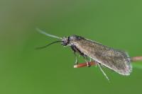 Glyphipterix fuscoviridella