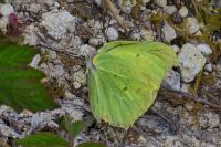 Gonepteryx rhamni