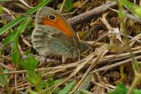 Coenonympha pamphilus