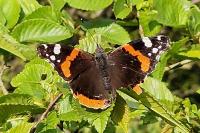 Vanessa atalanta