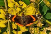 Vanessa atalanta