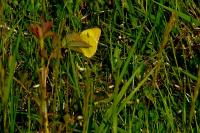 Colias crocea