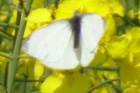Pieris rapae