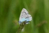 Glaucopsyche alexis