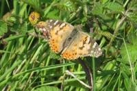 Vanessa cardui
