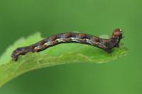 Erannis defoliaria