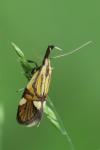 Alabonia geoffrella