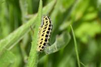 Zygaena filipendulae