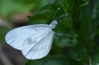 Leptidea sinapis