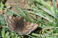 Erynnis tages