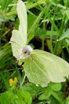 Gonepteryx rhamni