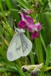 Leptidea sinapis