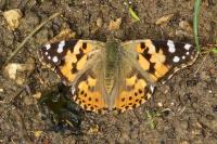 Vanessa cardui