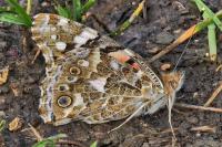 Vanessa cardui