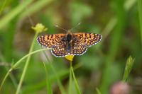 Melitaea cinxia